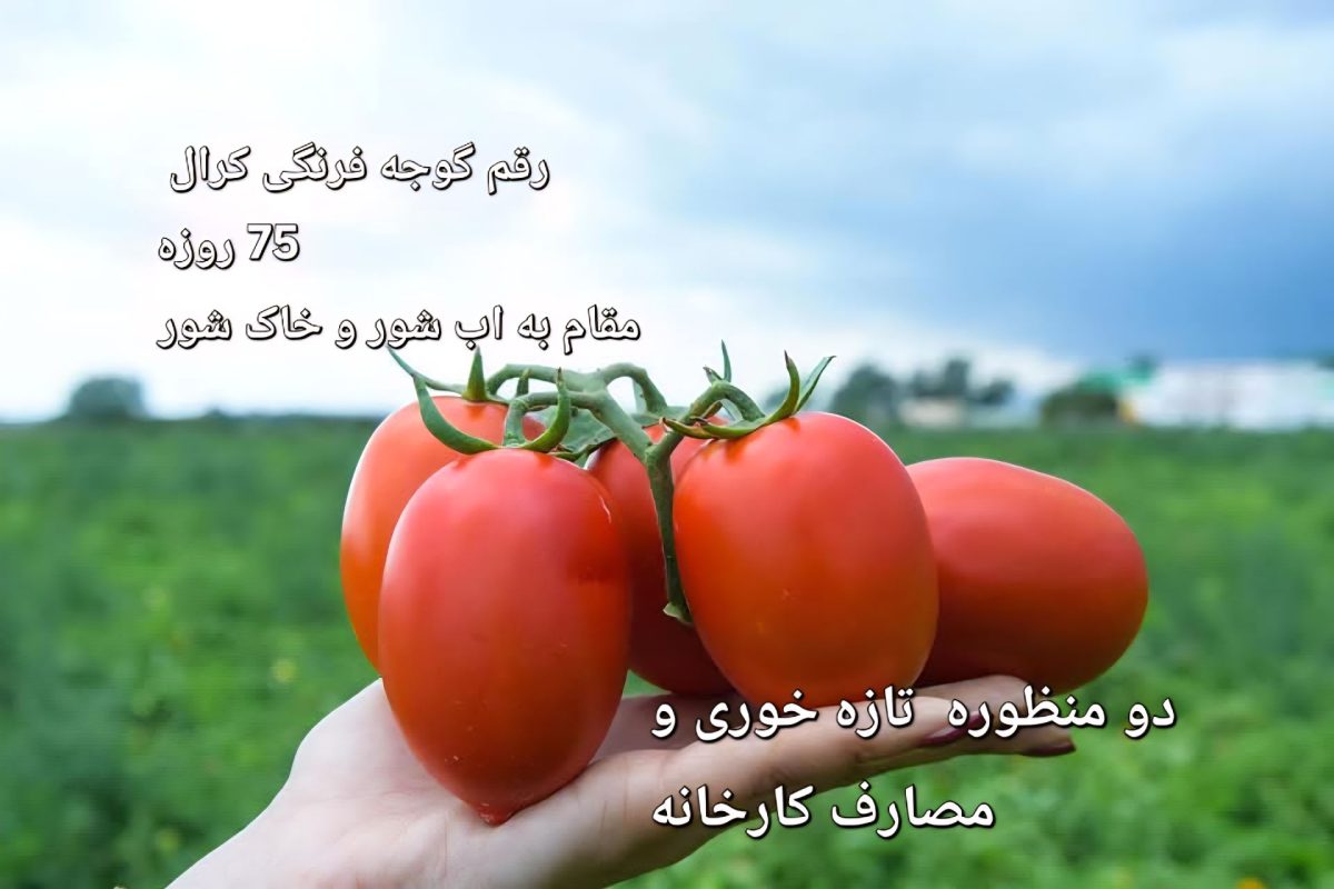بهترین بذر گوجه فرنگی زودرس؛ معرفی ارقام هیبرید با عملکرد بالا و برداشت سریع