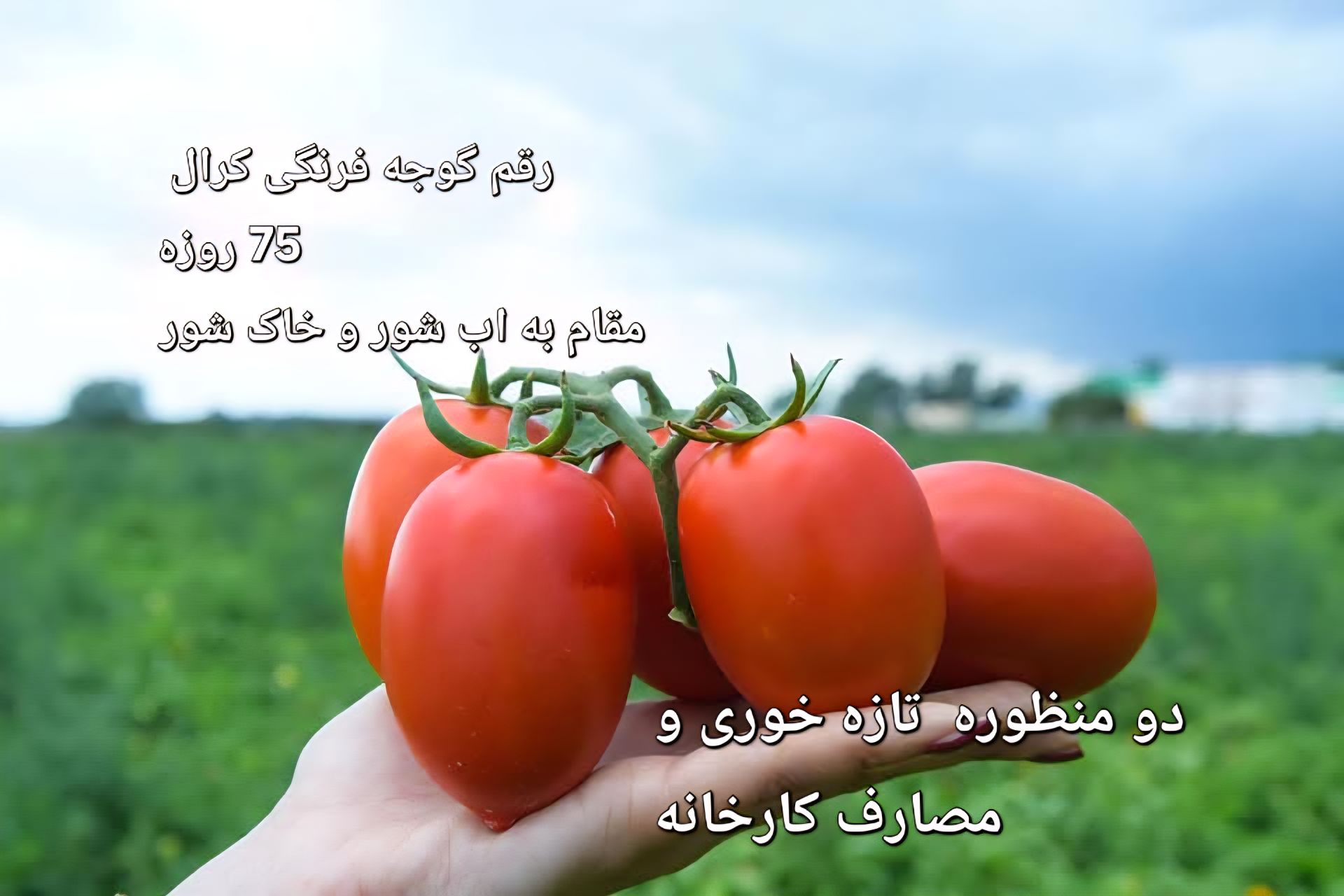 بهترین بذر گوجه فرنگی زودرس؛ معرفی ارقام هیبرید با عملکرد بالا و برداشت سریع