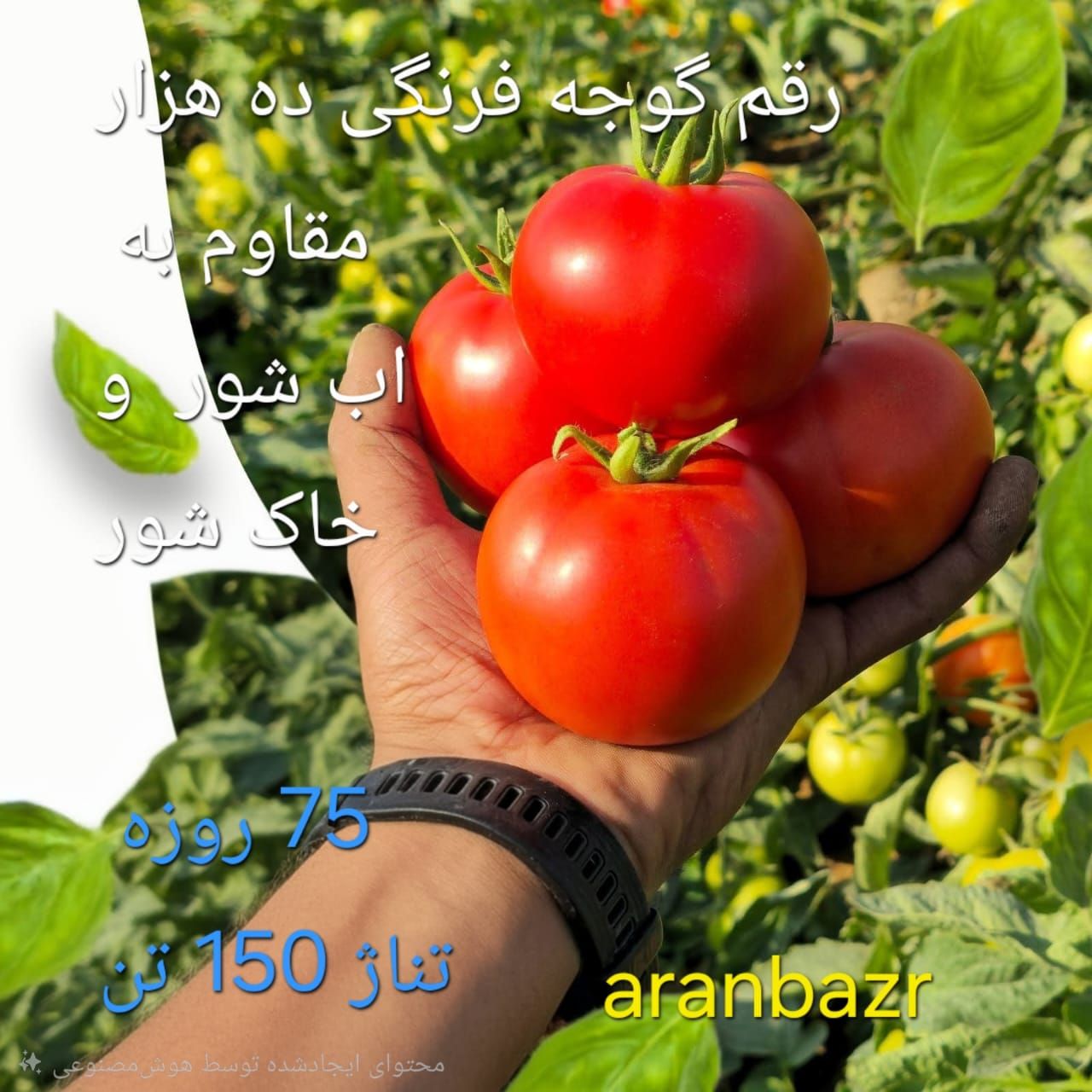 این ده رقم گوجه، با مگس سفید سازگار هستن