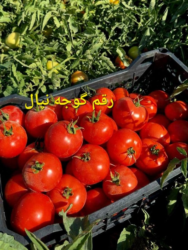 بذر گوجه فرنگی نپال؛ رقم دانمارکی معجزه‌آسا با ۱۵۰ تن تناژ و مقاومت فولادی!