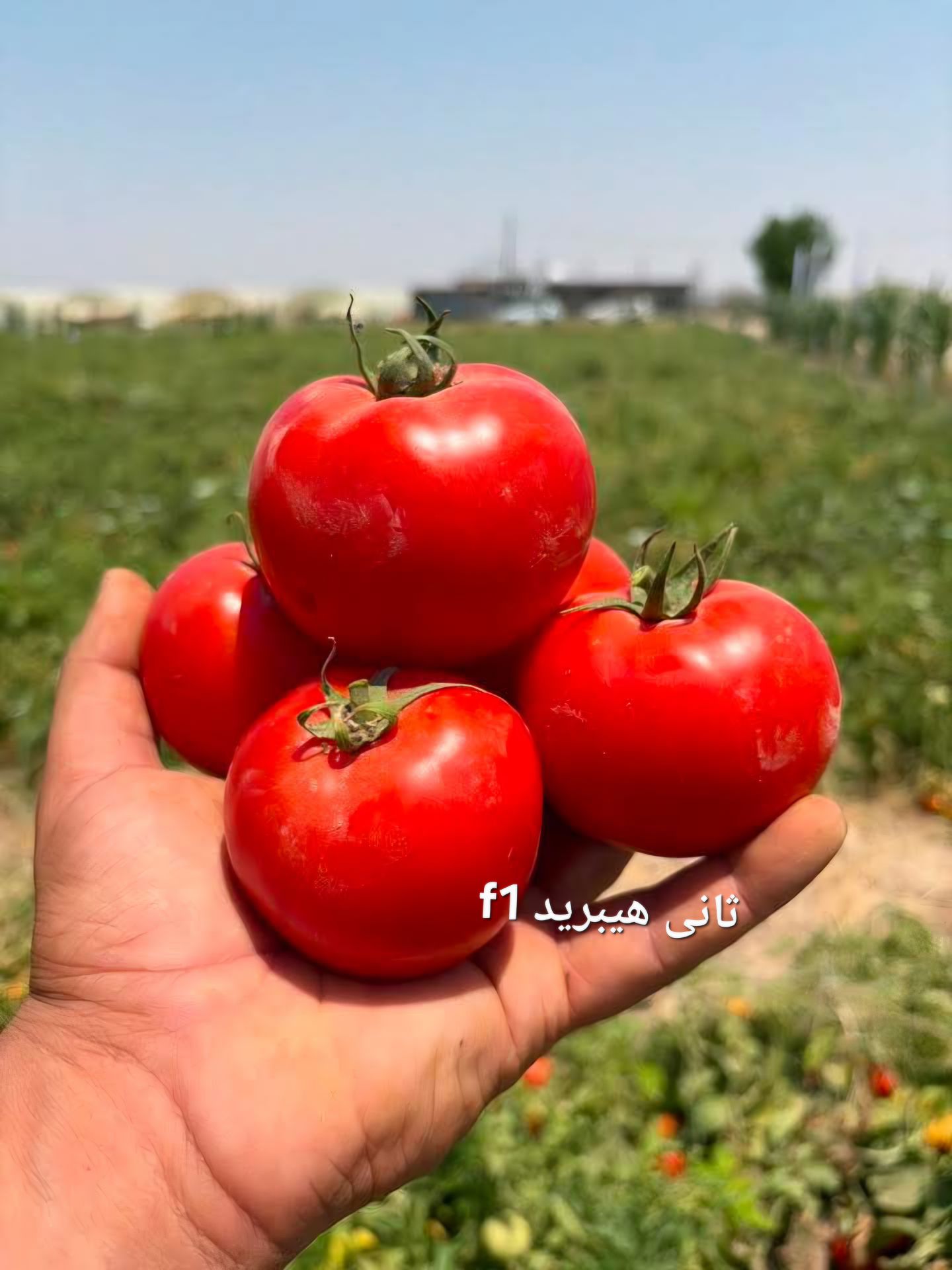 معرفی ارقام هیبرید دیگر گوجه فرنگ