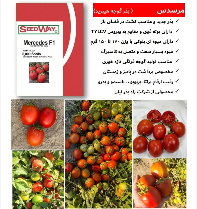 بهترین بذر گوجه فرنگی مقاوم به بیماری‌های قارچی؛ معرفی ارقام هیبرید پربازده و پایدار