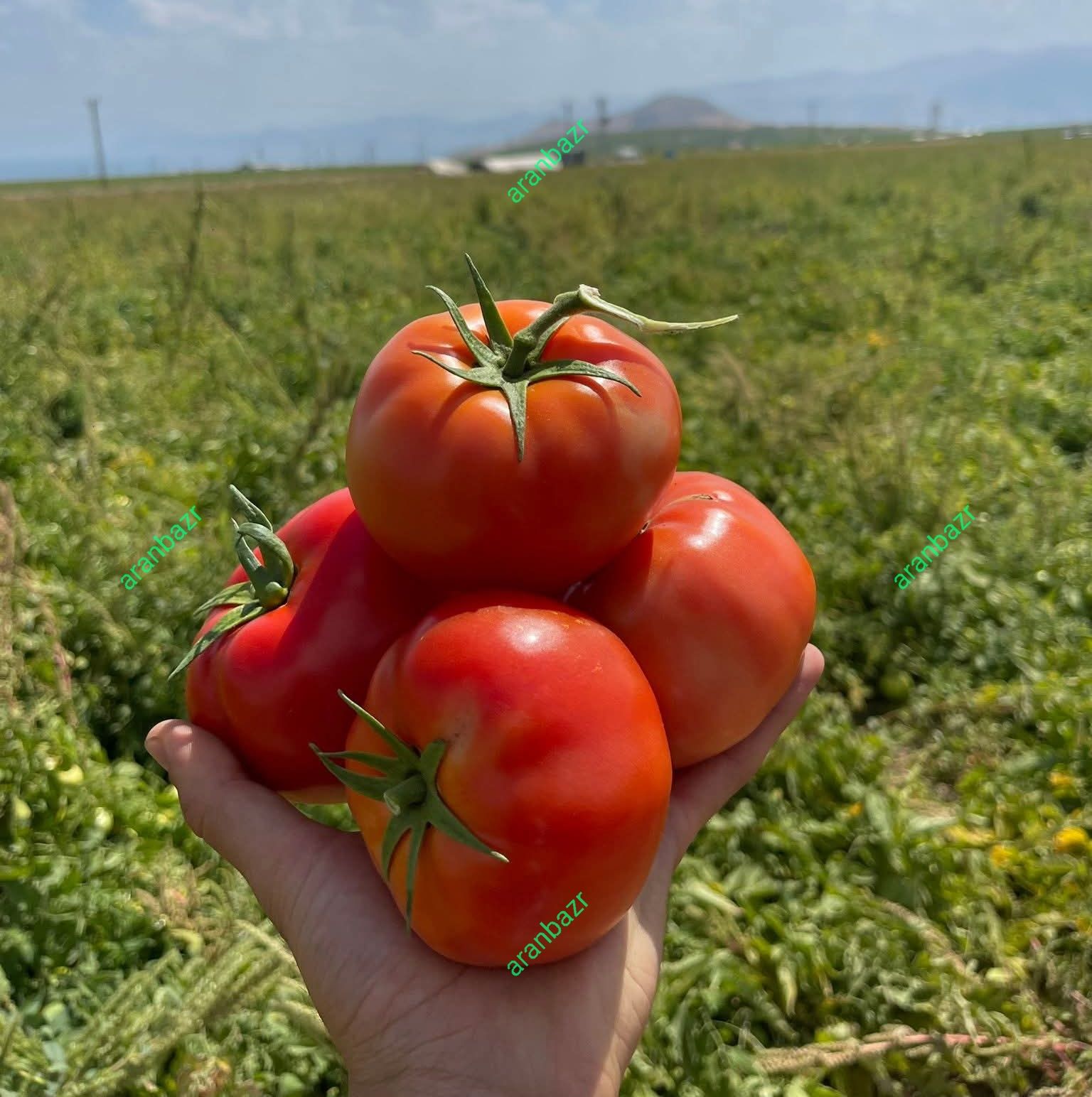 معرفی ارقام گوجه فرنگی