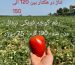 برنامه کودی دقیق بذر گوجه فرنگی تیفال هیبرید F1