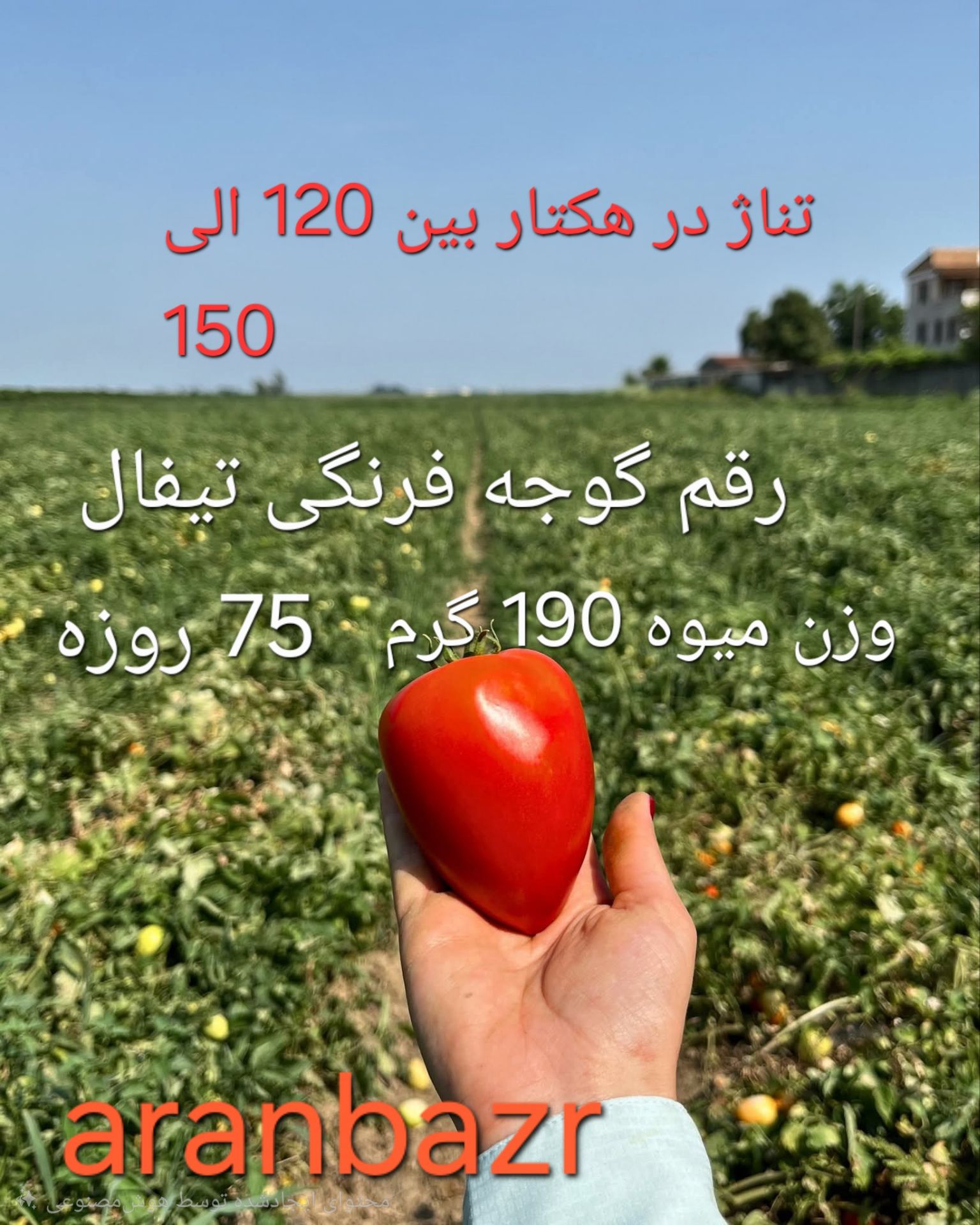 برنامه کودی دقیق بذر گوجه فرنگی تیفال هیبرید F1