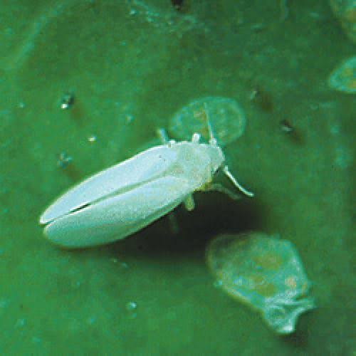 مدیریت آفات مگس سفید (Whitefly) در کشت گوجه فرنگی