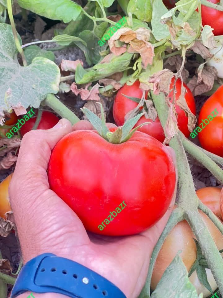 بذر گوجه فرنگی پارلین