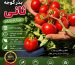 معرفی بذر گوجه فرنگی ثانی F1