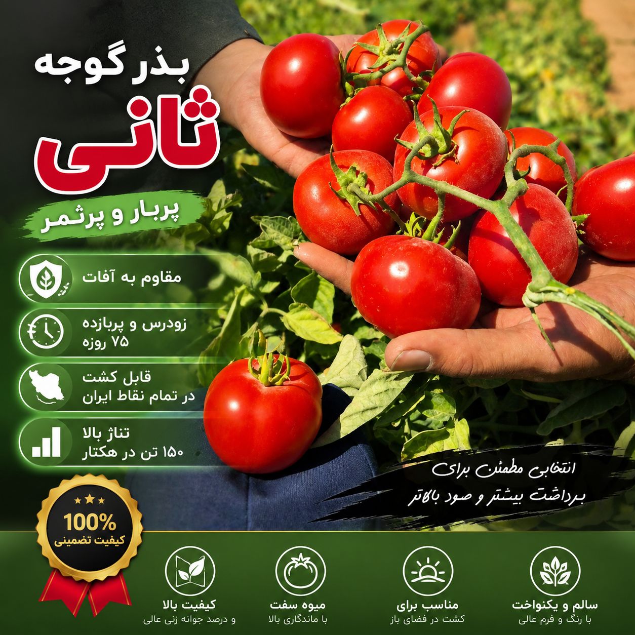 معرفی بذر گوجه فرنگی ثانی F1