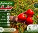 معرفی بذر گوجه فرنگی چلیک