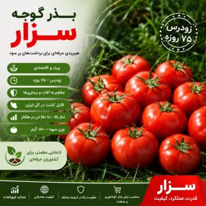 بهترین بذر گوجه مناسب مناطق جنوب