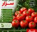 بهترین بذر گوجه مناسب مناطق جنوب