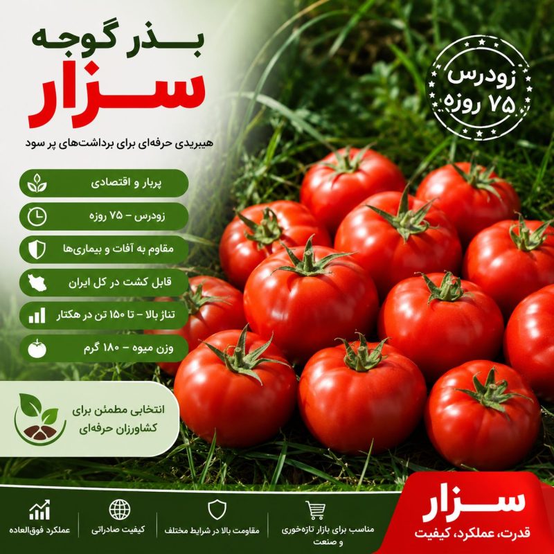 بذر گوجه گرد پربار سزار
