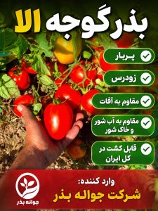 معرفی بذر گوجه فرنگی الا