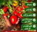 معرفی بذر گوجه فرنگی الا
