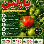 بذر گوجه فرنگی پارلین - جوانه بذر
