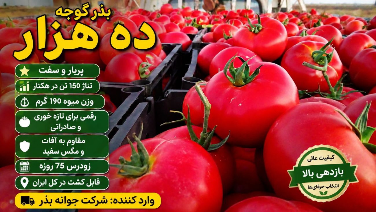 ارقام پربار گوجه فرنگی در سایت جوانه بذر