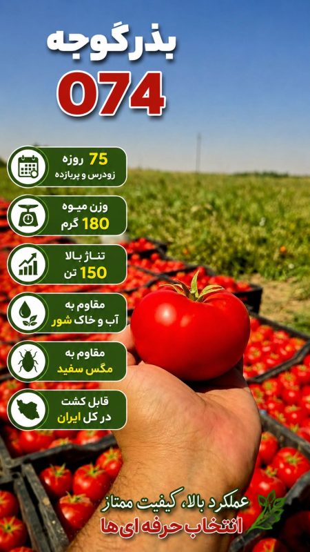 خرید بذر گوجه فرنگی هیبرید